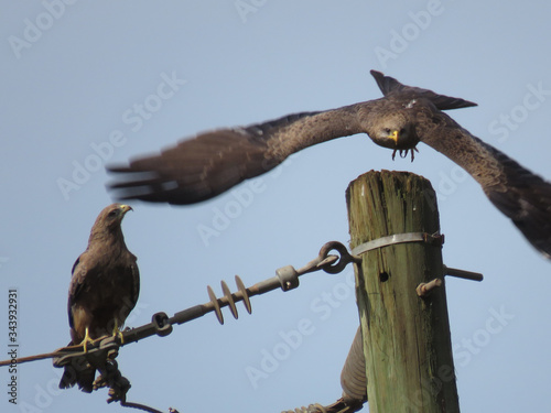 Hawk flying