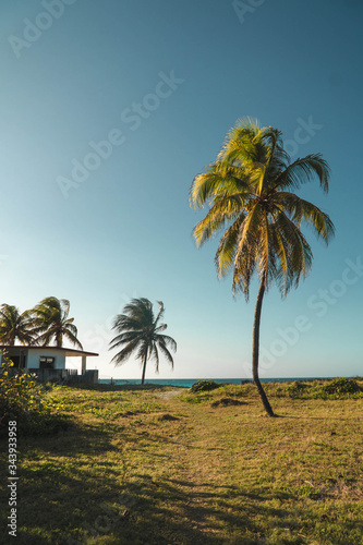 palm trees at sunset