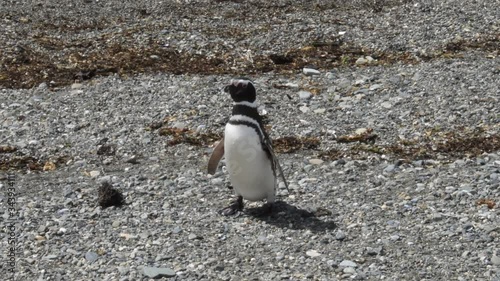 A Magellanic penguin on a rocky shoreline at Magdalena Island, Punta Arenas, Chile. Camera handheld, following the animal.