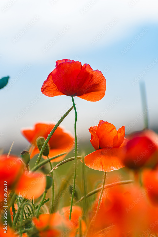 Fototapeta premium Field of poppies on a sunset