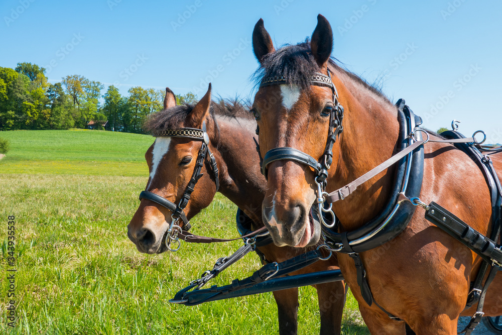 Fototapeta premium Freiberger Pferde eingespannt in Kutsche im Frühling