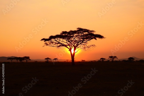 Sonnenuntergang hinter Baum, Serengeti Nationalpark, Tanzania