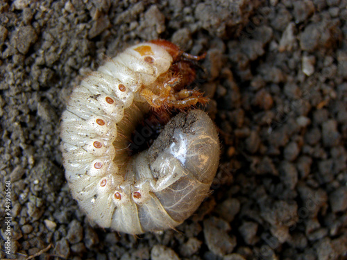 Gryllotalpidae, gryllotalpinae. Harmful insects, larvae. White, brown spots.  photo