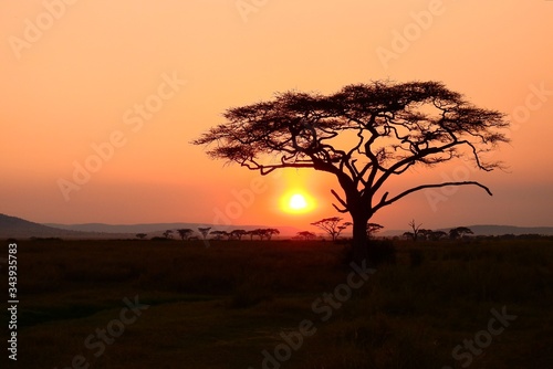 Sonnenuntergang hinter Baum, Serengeti Nationalpark, Tanzania