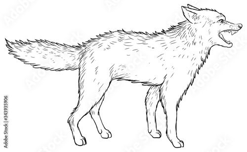 Wolf - Vektor-Illustration