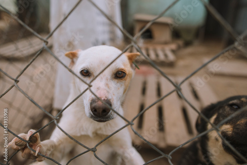 Portrait of dog behind fence in animal shelter