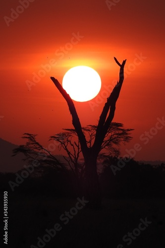 Sonnenuntergang hinter Baum, Serengeti Nationalpark, Tanzania