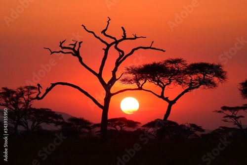 Sonnenuntergang im Serengeti Nationalpark in Tanzania