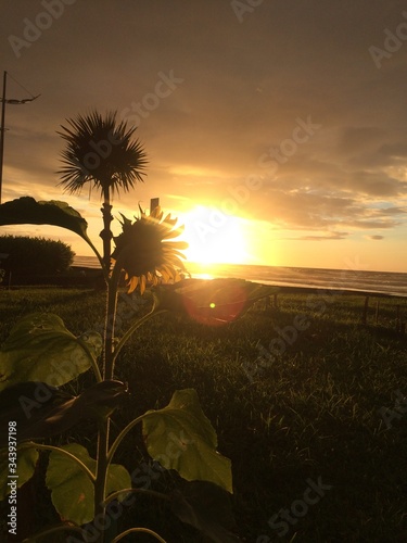 Gira-Sol com Sol no Campo