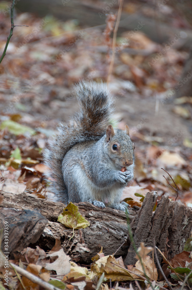 squirrel eating nut squirrel eating nut