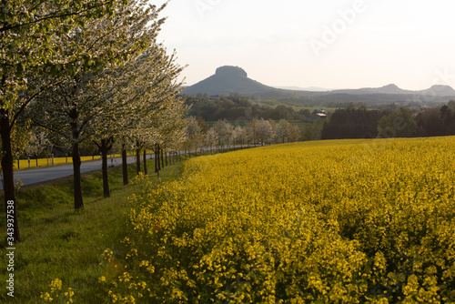 Raps  Sonnenuntergang  S  chsische Schweiz.