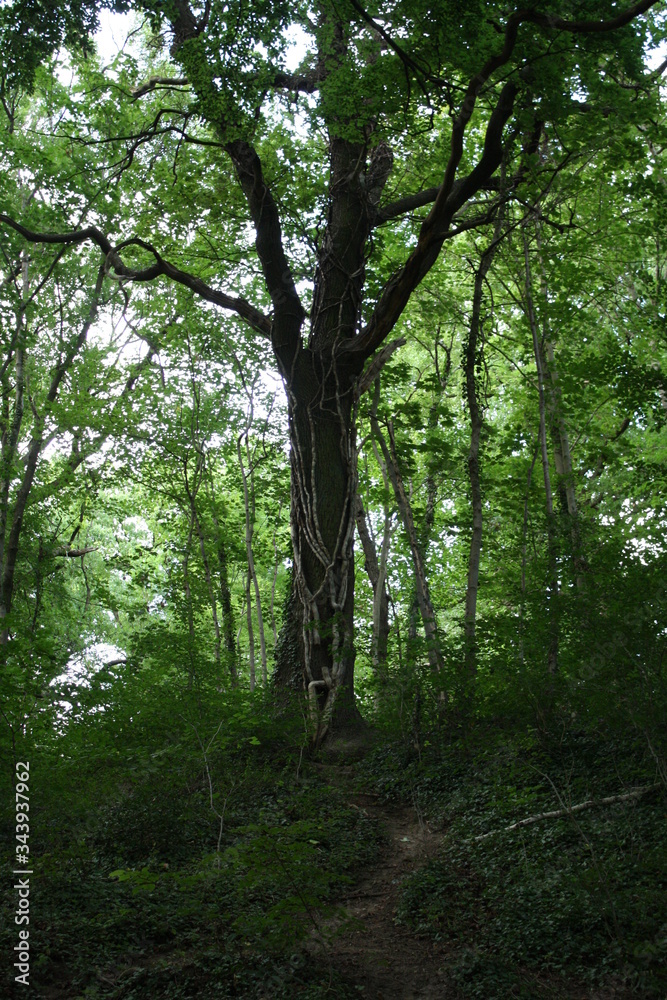 Obraz premium trees in the forest