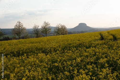 Raps, Sonnenuntergang, Sächsische Schweiz.