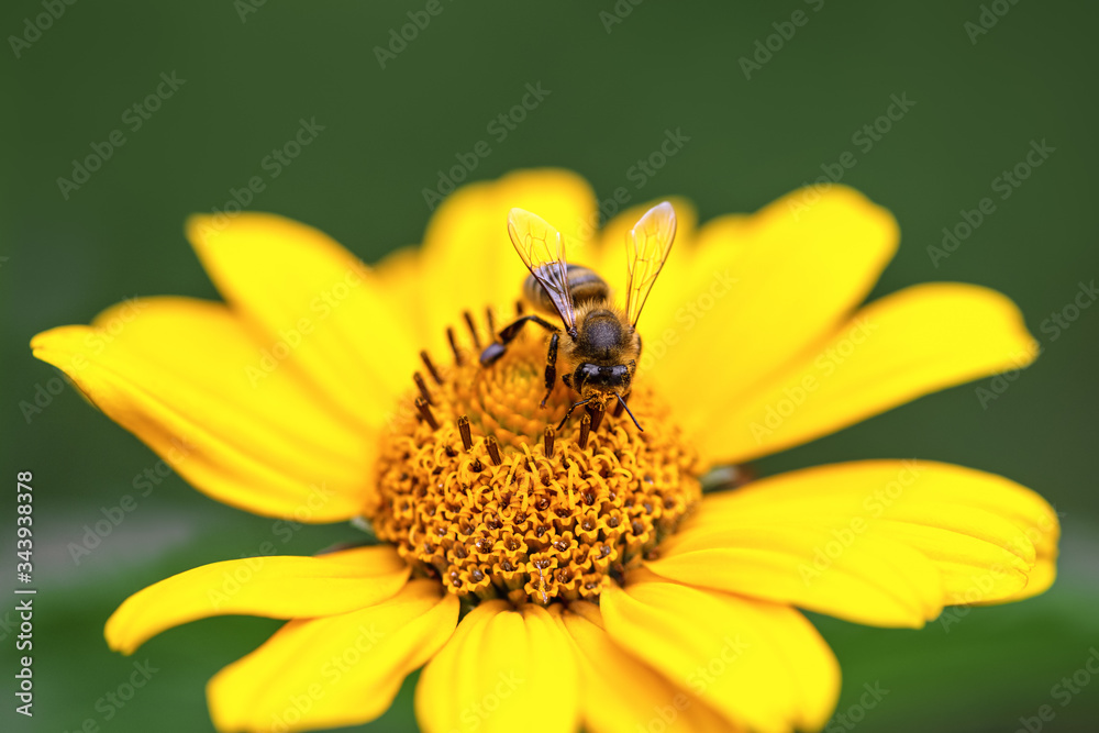 Bee and flower. Close up of a large striped bee sits and collects pollen , nectar on a yellow flower. Macro horizontal photography. Summer and spring backgrounds Bee and flower. Close up of a large striped bee sits and collects pollen , nectar on a yellow flower. Macro horizontal photography. Summer and spring backgrounds