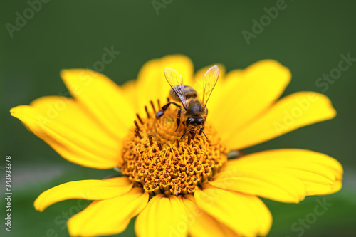 Bee and flower. Close up of a large striped bee sits and collects pollen , nectar on a yellow flower. Macro horizontal photography. Summer and spring backgrounds
