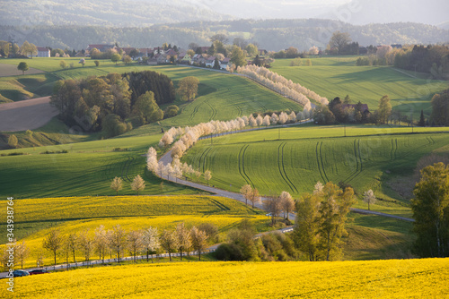 Raps, Sonnenuntergang, Sächsische Schweiz.