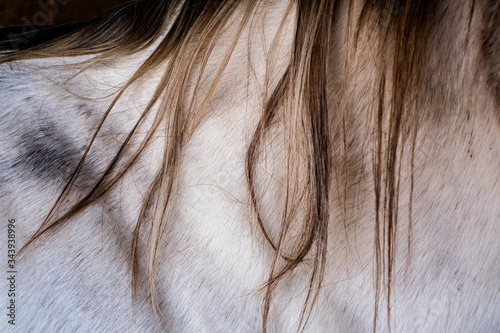 Close up of neck of white Cob horse with tan mane.