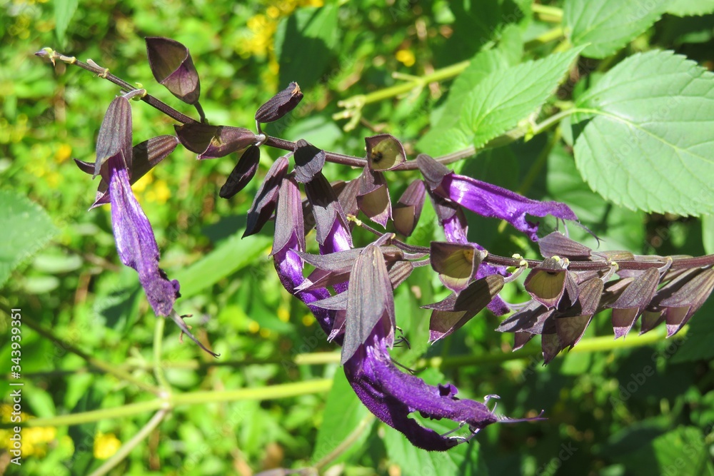 Beautiful purple salvia flowers in Florida nature, closeup Beautiful purple salvia flowers in Florida nature, closeup