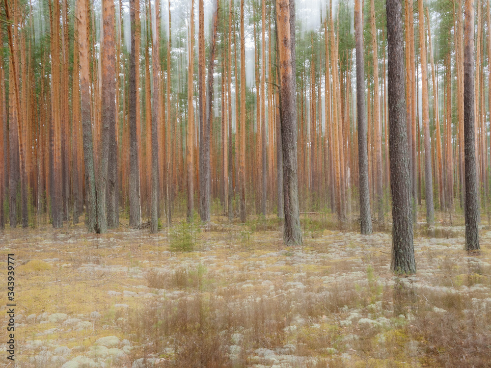 Fototapeta premium forest, sunlight, landscape, foliage, nature, tree, scenic, park, sun, wood, natural, outdoors, green, fog, light, outdoor, morning, nobody, environment, scenery, background, summer, season, wildernes