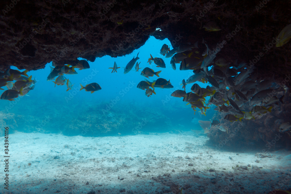 Fototapeta premium Peces en cueva del Tiburón. Puerto Morelos, Quintana Roo. México.