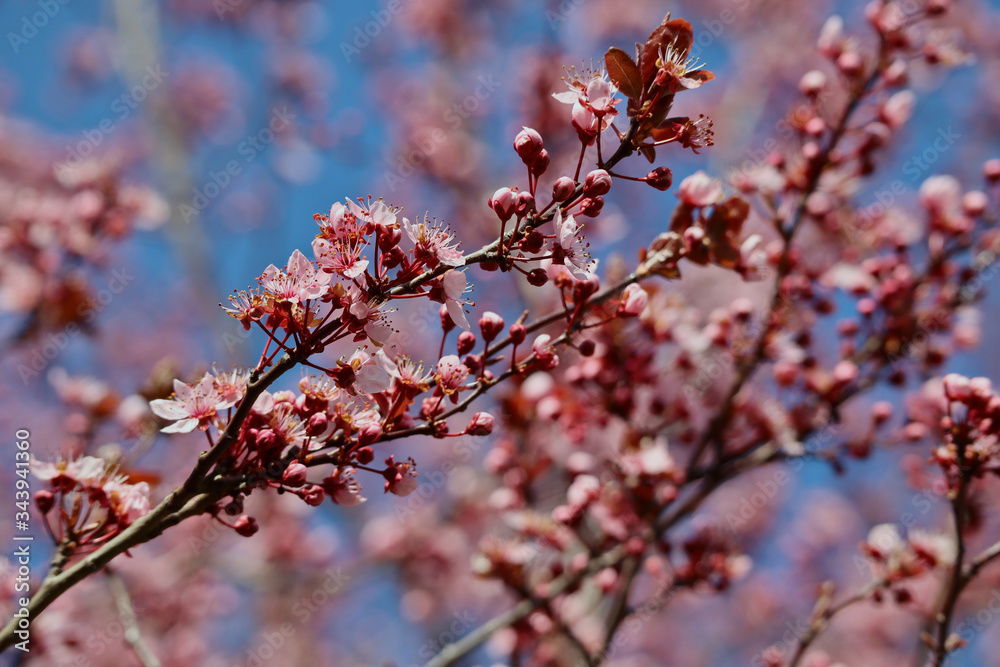 Branch with pink flowers in the park during springtime in Czech Republic. Branch with pink flowers in the park during springtime in Czech Republic.