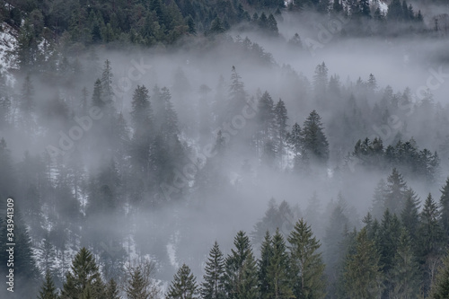 Nebelwald, nebel, winter