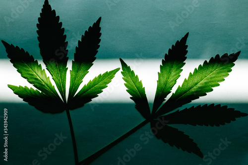 Two cannabis leaves under the sun on a white background. The view from the top