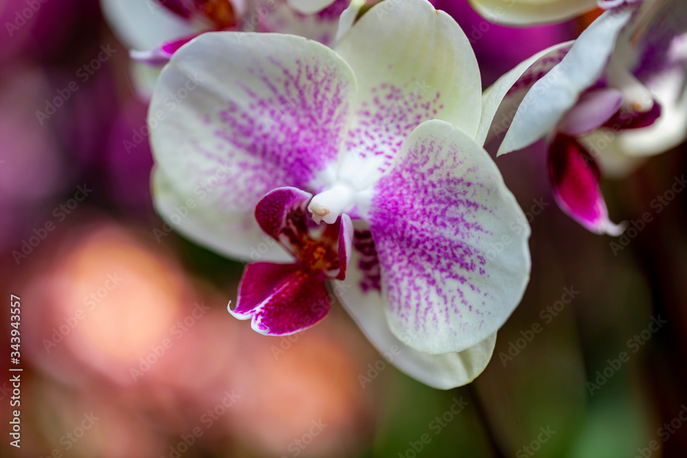 Pink and White Orchid Pink and White Orchid