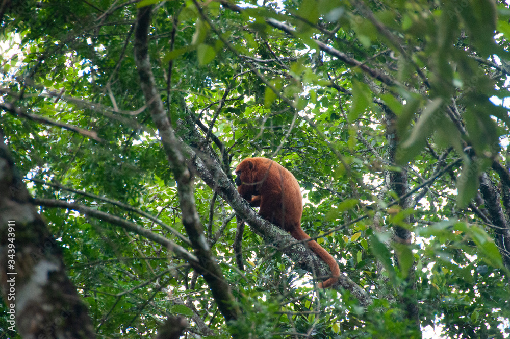 monkey on tree monkey on tree