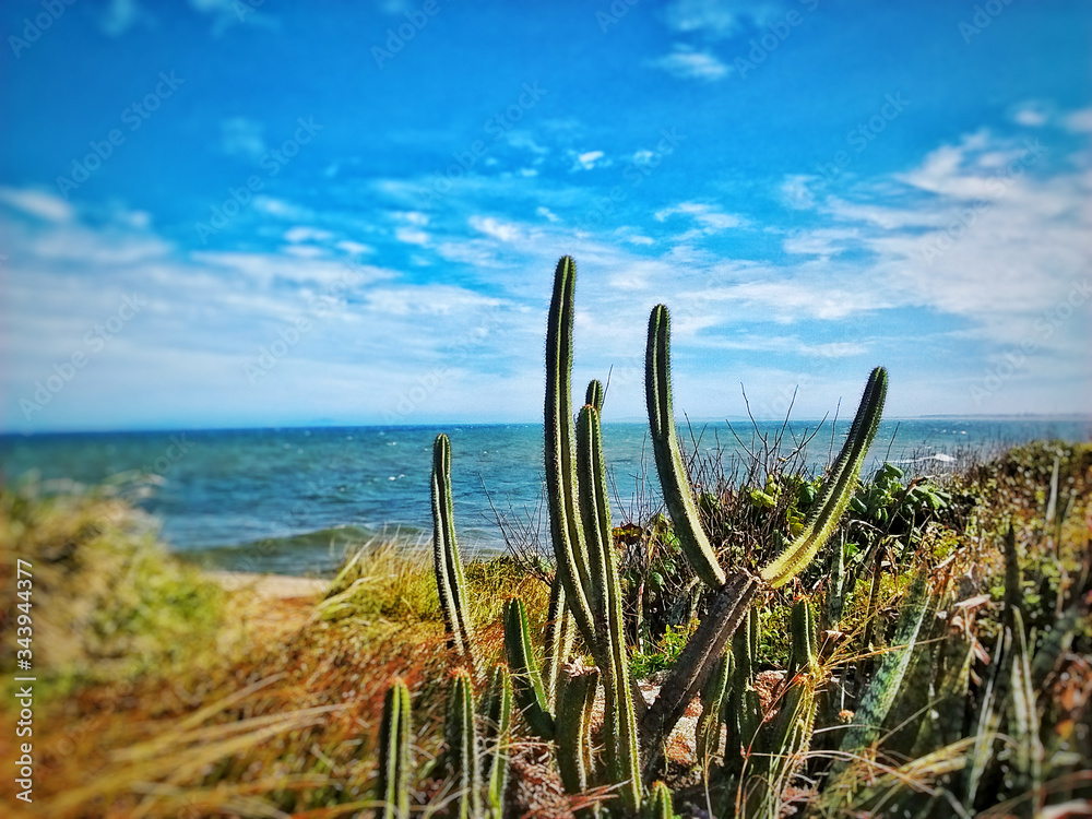 Cactus on the beach