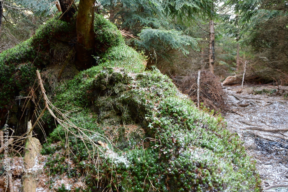 Fototapeta premium Leśny krajobraz