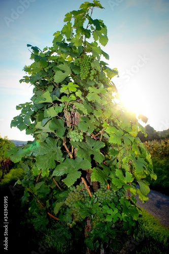 Weinrebe