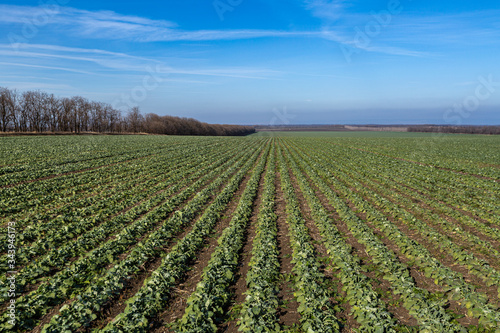 A beautiful field with rows of young plants of winter rape in the fall before leaving for the winter