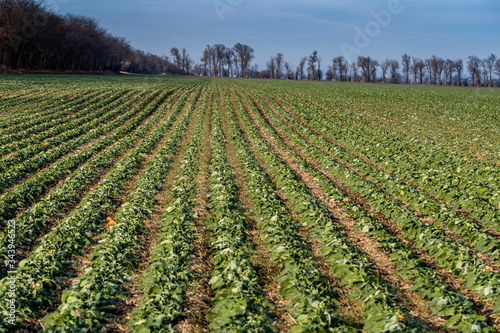 A beautiful field with rows of young plants of winter rape in the fall before leaving for the winter