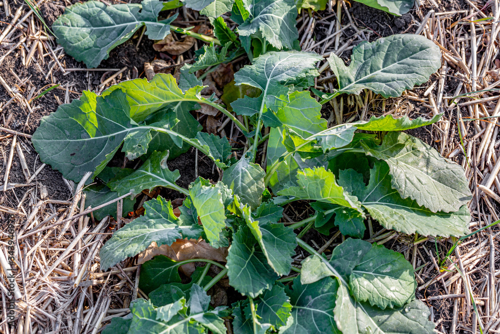 Fototapeta premium A beautiful field with rows of young plants of winter rape in the fall before leaving for the winter