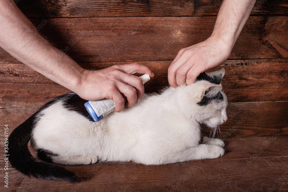 Processing a black and white cat from fleas and ticks. Spray for animals. A man processes a cat to protect it from pests. Brown wood background.