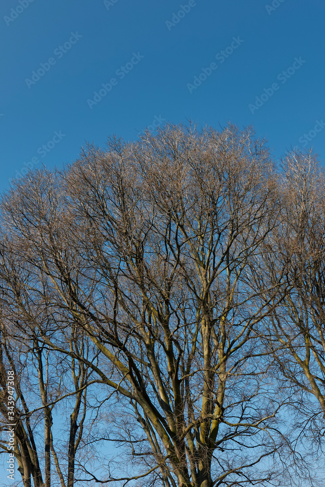 Celtis australis Celtis australis