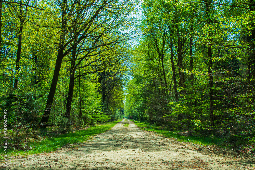 path in the forest Ruinen the Netherlands path in the forest Ruinen the Netherlands