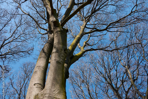 Celtis australis