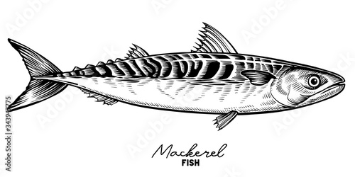 Mackerel vector vintage sketch. Hand drawn fish illustration