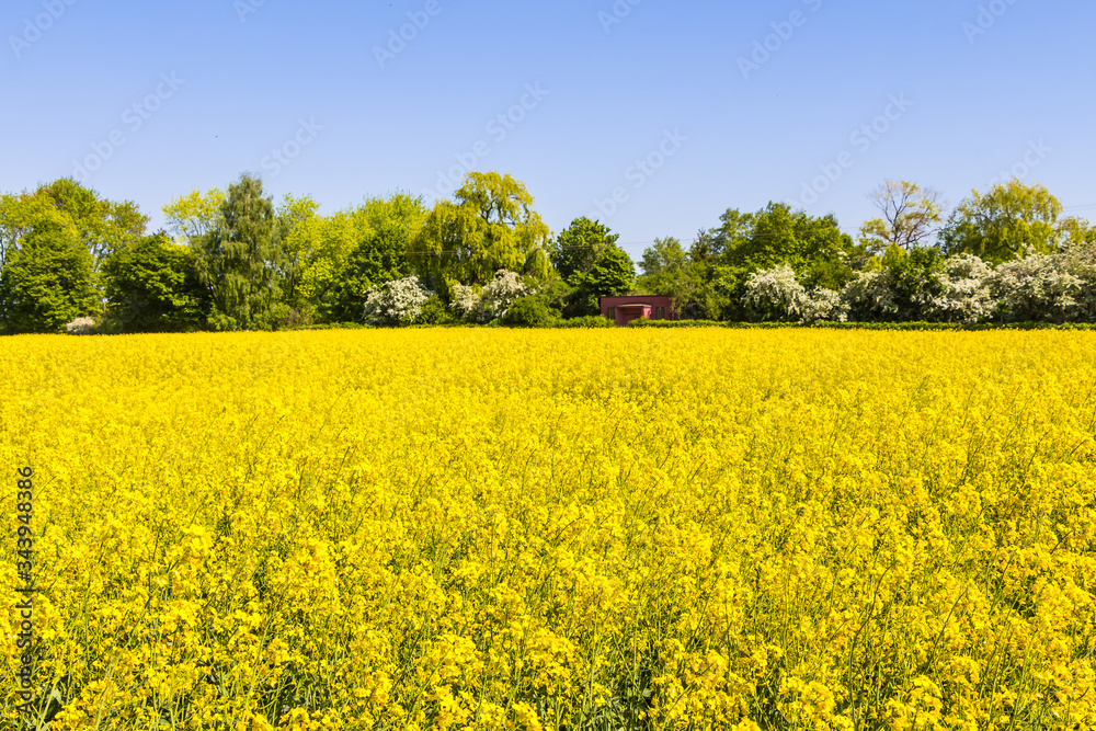 Blühendes Rapsfeld im Frühling an einem Tag mit blauem Himmel Blühendes Rapsfeld im Frühling an einem Tag mit blauem Himmel