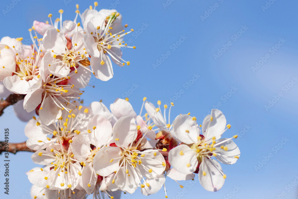 spring flowers bloom on fruit trees apricot tree against a blue sky