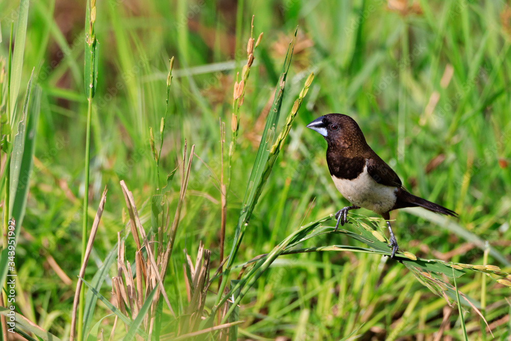 Stock photos of white rumped munia Stock photos of white rumped munia