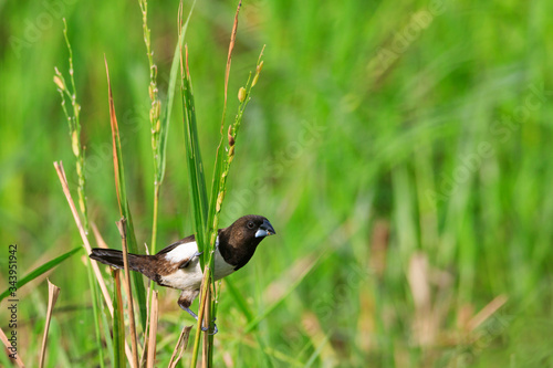 Stock photos of white rumped munia photo