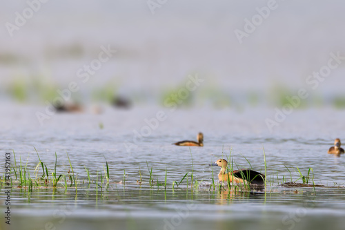 Photography Stock photos of whistling ducks / wetland
