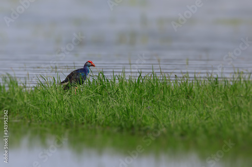 Canvas Print stock photos of Purple Swamphen (Porphyrio porphyrio)