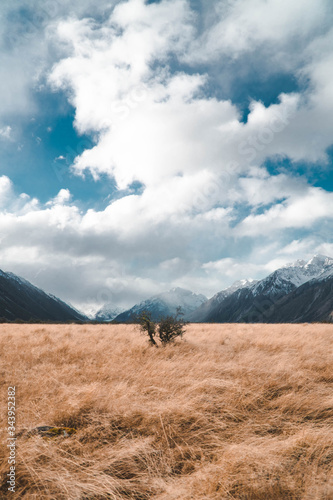 Bush in a valley in New Zealand 