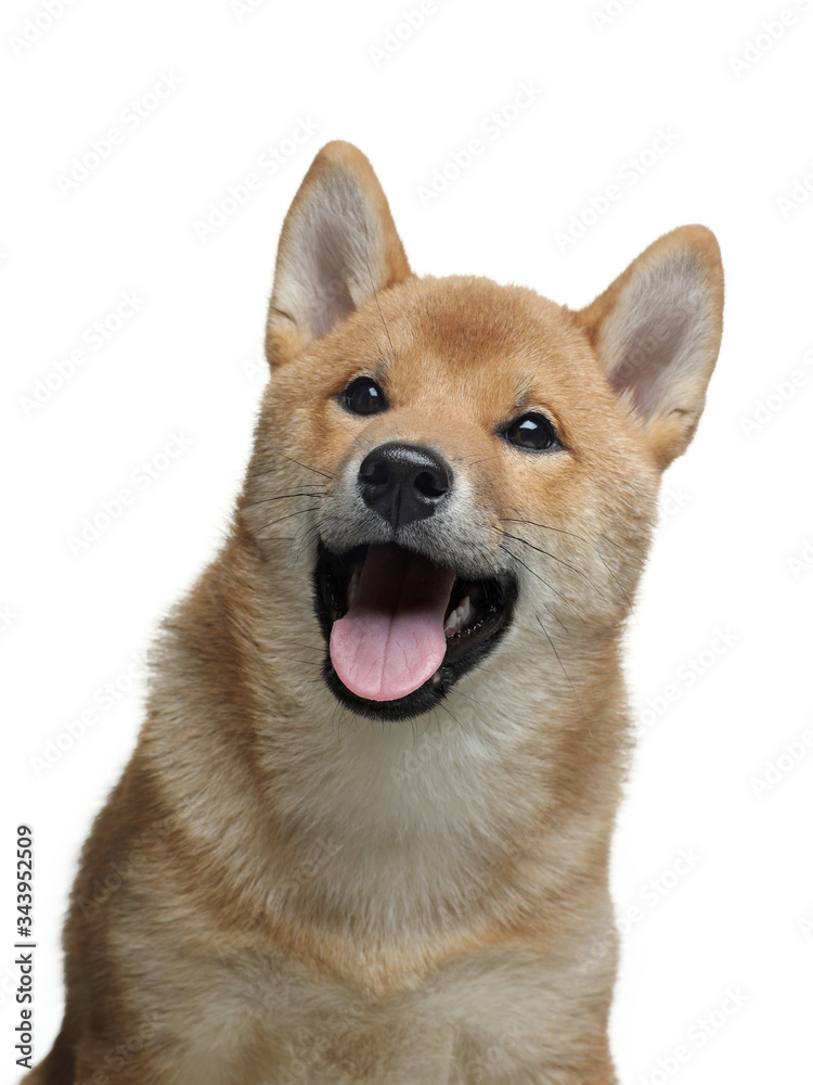 funny puppy in a portrait. Shiba Inu dogs on a white background.