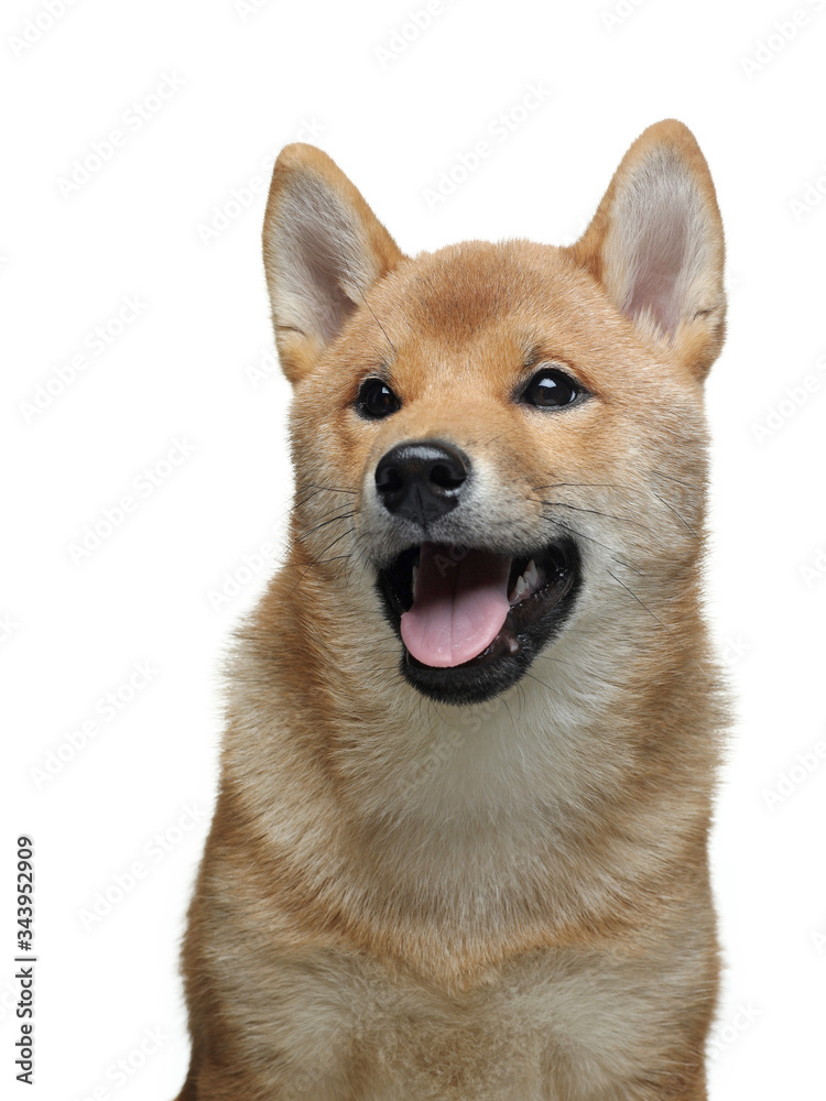 funny puppy in a portrait. Shiba Inu dogs on a white background.