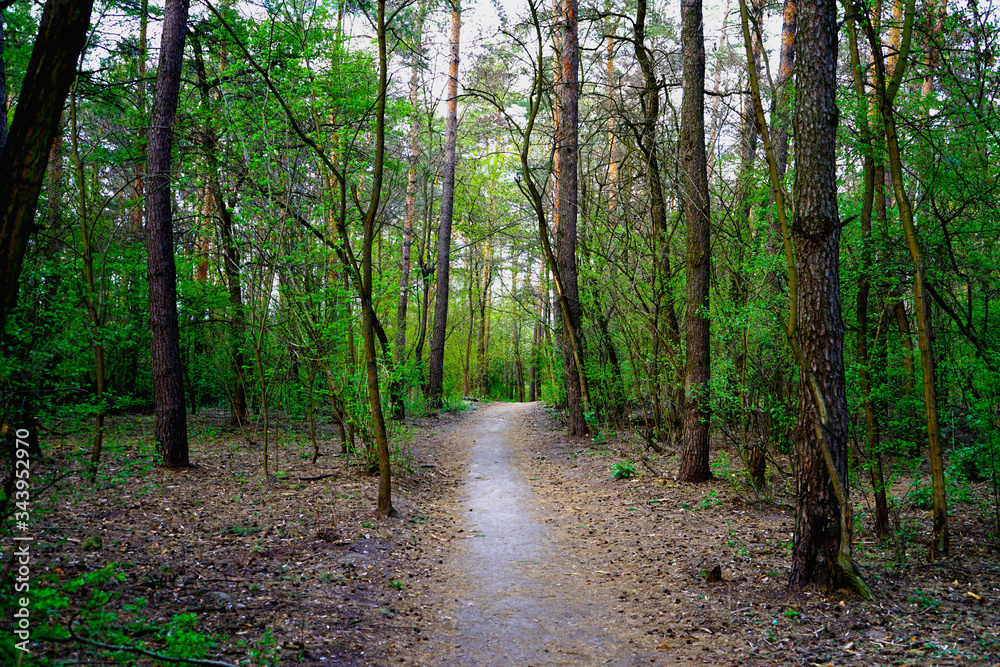 Fototapeta premium Spring forest, conifers and deciduous trees, roads. selective focus 